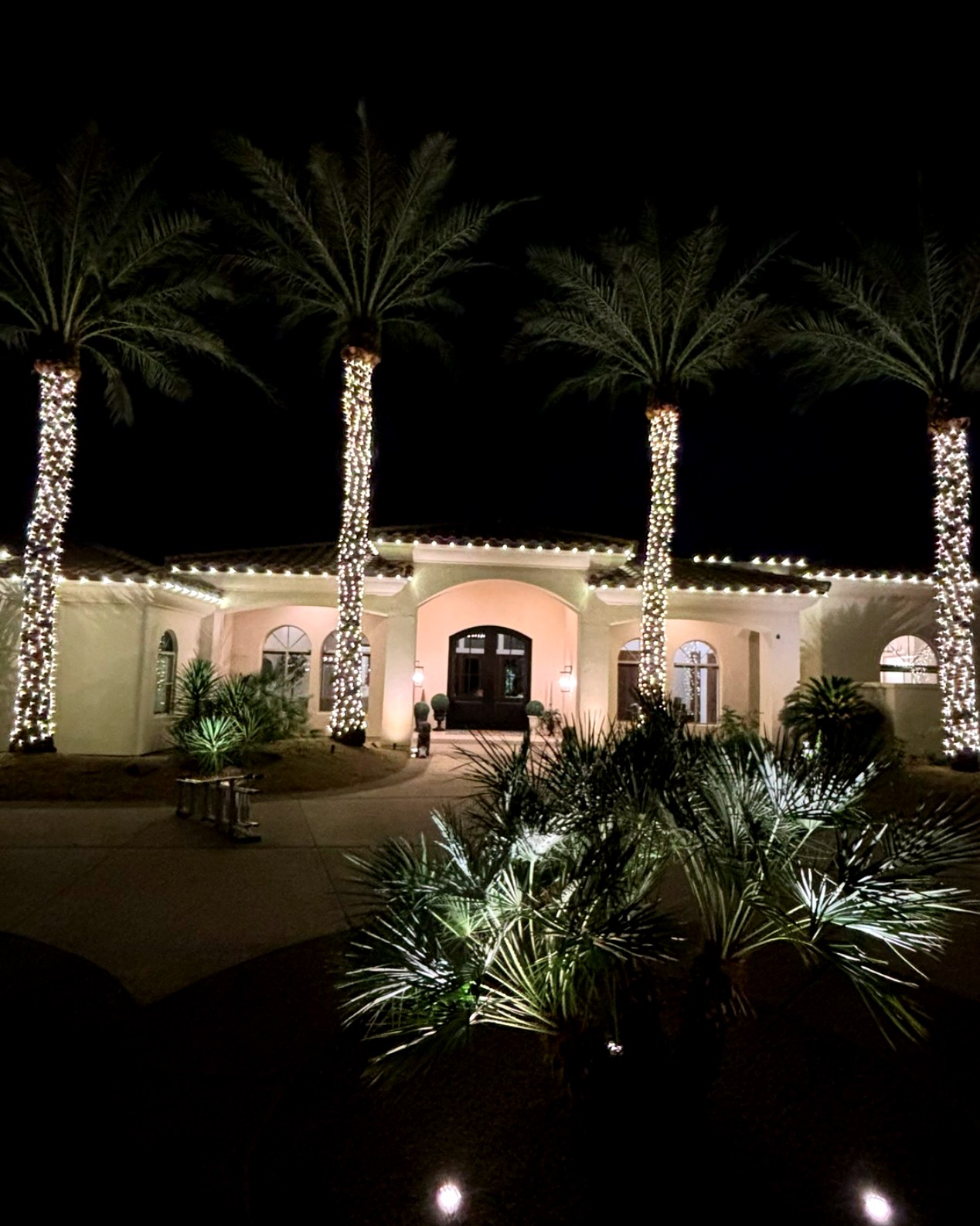 Luxury San Diego home — palm trees with warm white Christmas lights